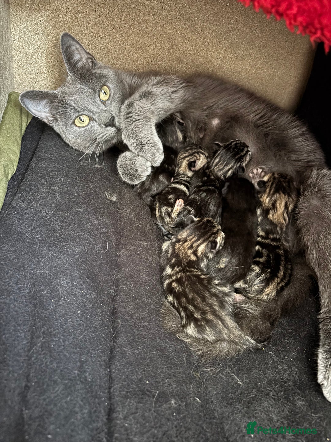 Brazilian Shorthair cats for sale: Kittens Breed From Brazilian Short Haired Mum  - Image 3