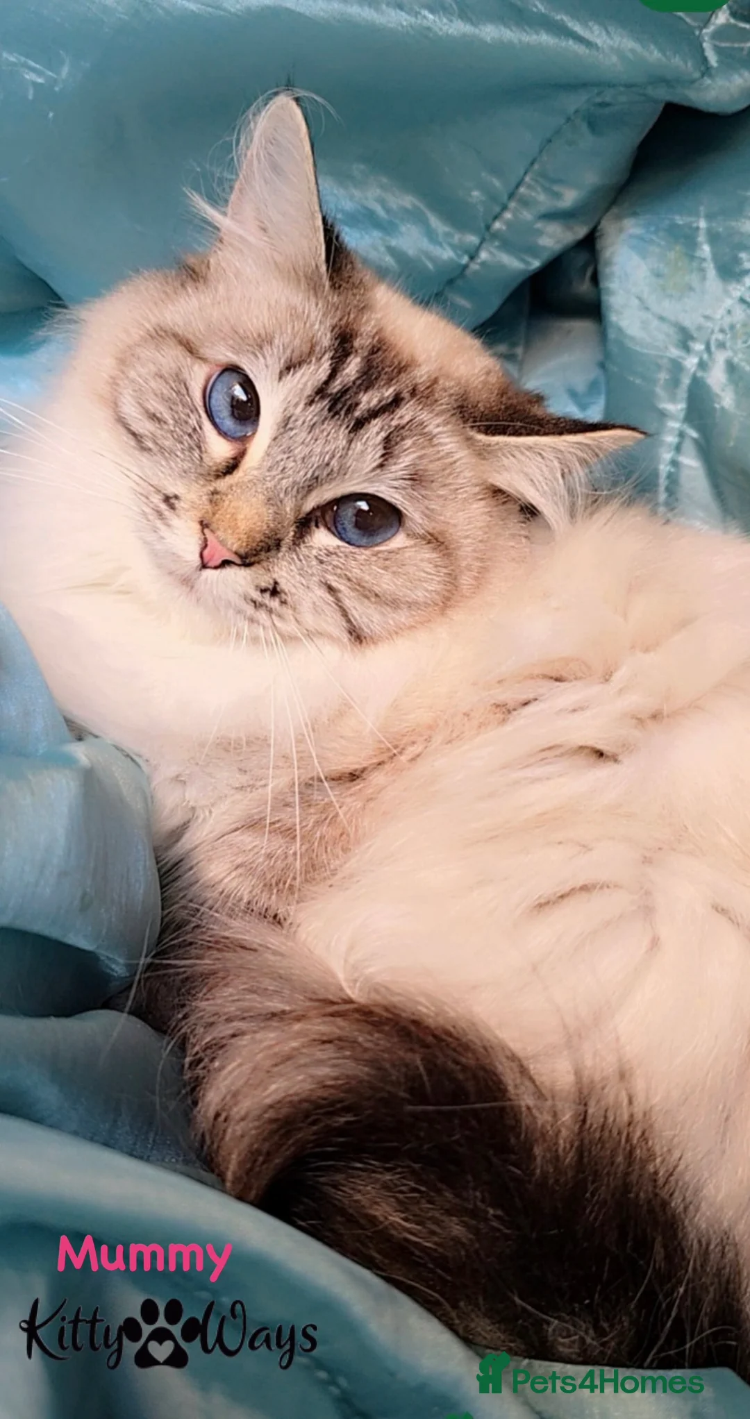 Ragdoll cats for sale: 🐾🩵*TICA REG* LYNX TABBY EU RAGDOLL KITTEN🩵🐾 - Advert 9