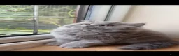 British Longhair cats for sale: Two British Blue Longhair Boys 💙 - Advert 5