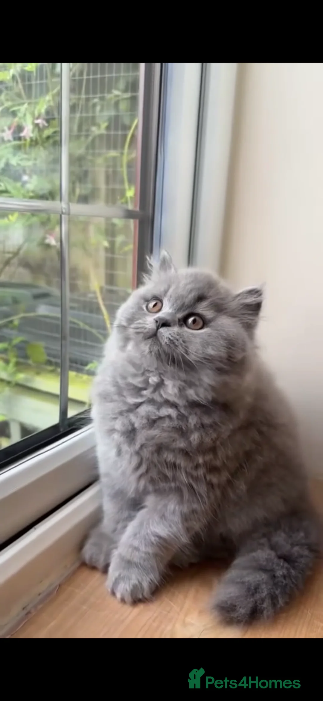 British Longhair cats for sale: Two British Blue Longhair Boys 💙 - Advert 5