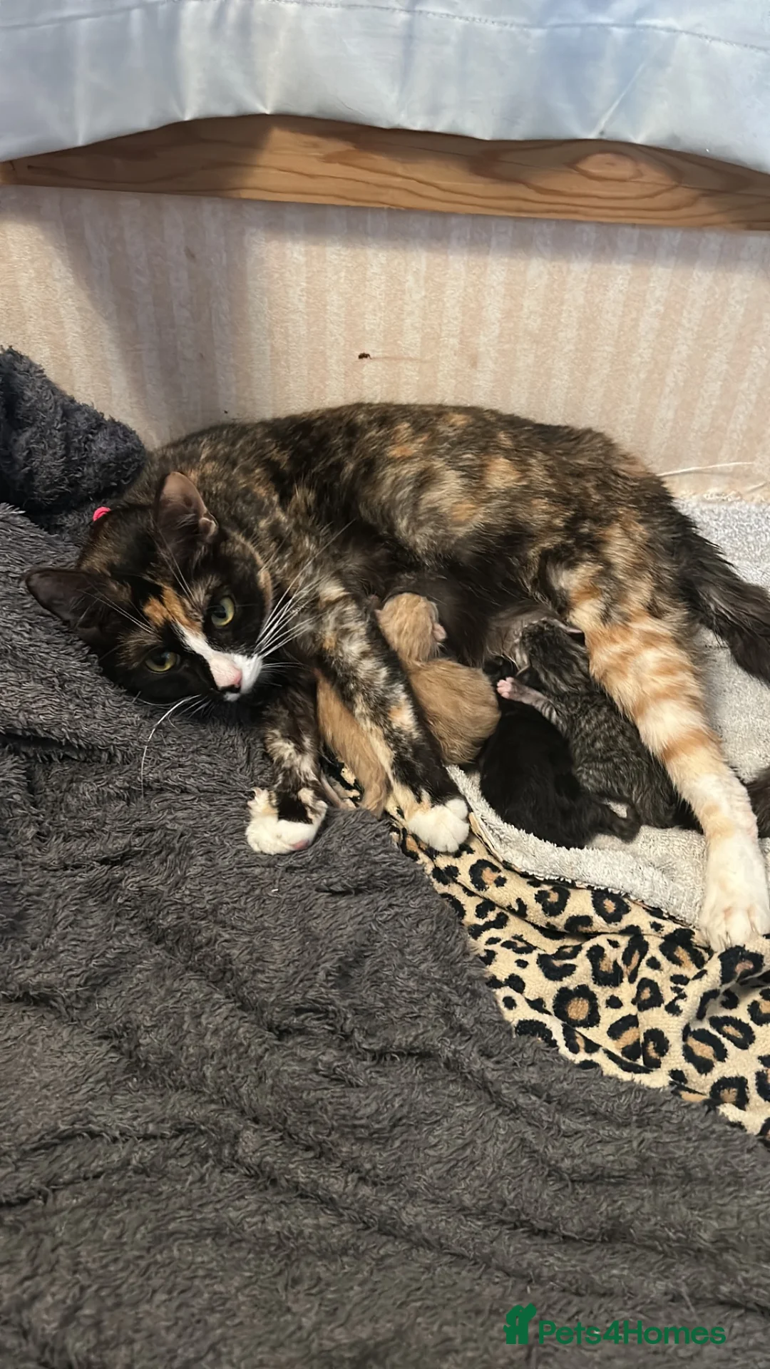 Mixed Breed cats for sale: READY NOW STUNNING KITTENS - Advert 2
