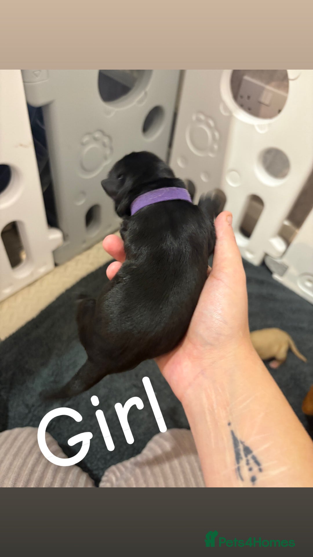 Labrador Retriever dogs for sale: Labrador Retriever Puppies for Sale 🐾 - Advert 8