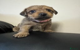 Mixed Breed dogs for sale: Jug x pomeranian - Image 1