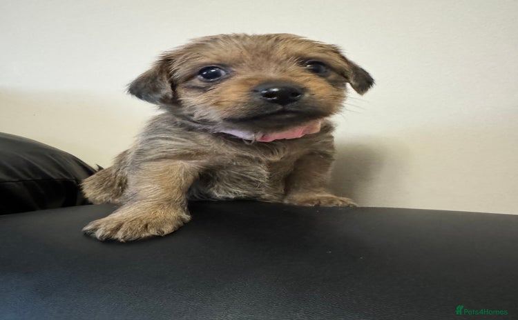 Mixed Breed dogs - Advert 2