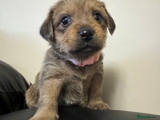 Mixed Breed dogs - Advert 1