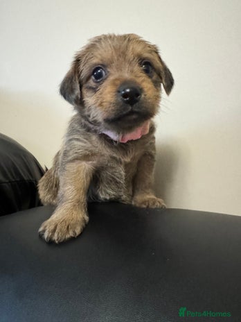 Mixed Breed dogs - Advert 2