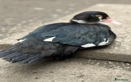 Ducks poultry for sale: Muscovy ducks  - Image 3