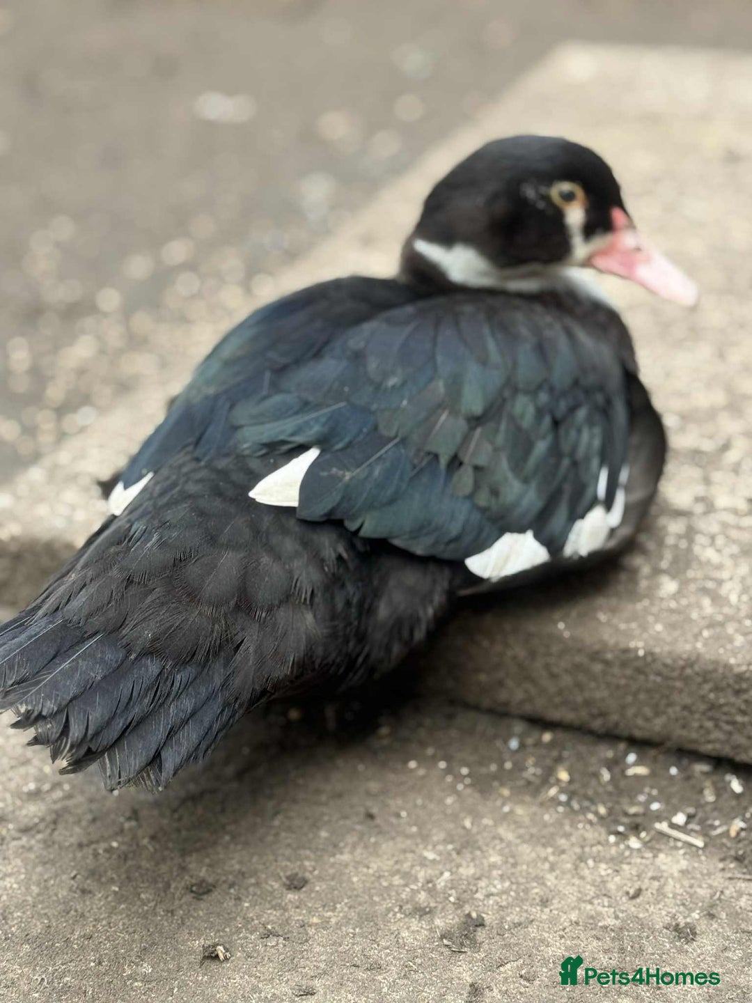 Ducks poultry for sale: Muscovy ducks  - Image 3