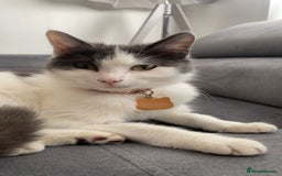 Mixed Breed cats for sale: Loving indoor cat looking for new home - Image 6