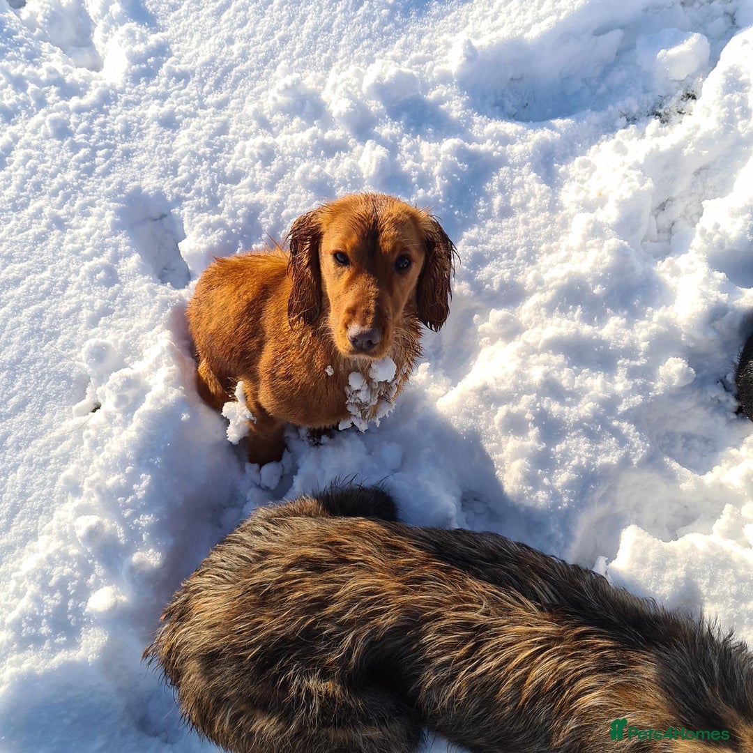 Cocker Spaniel dogs for sale: KC registered cocker spaniels - Image 20