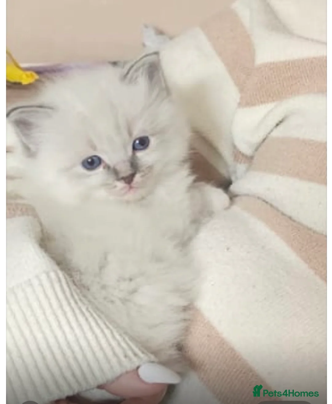 Ragdoll cats for sale: Beautiful ragdoll kittens  in Stourport-on-Severn - Advert 1
