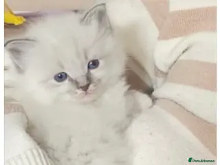 Ragdoll cats Beautiful ragdoll kittens in Stourport-on-Severn - Advert 1