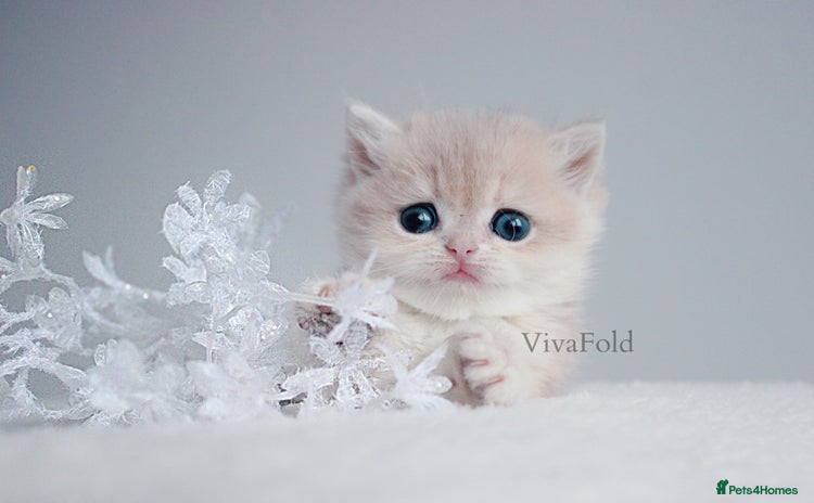 British Shorthair cats ✨Luxurious Premium Kittens ✨ - Advert 1