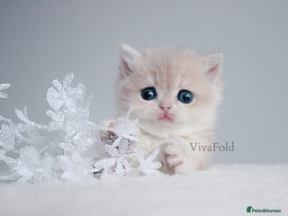 British Shorthair cats ✨Luxurious Premium Kittens ✨ - Advert 6