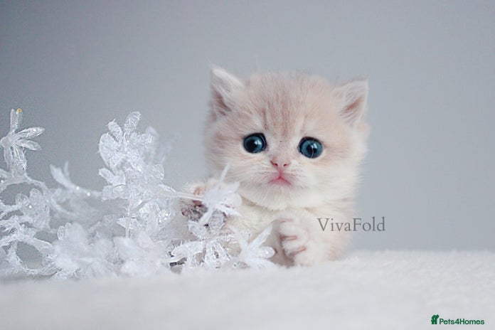 British Shorthair cats ✨Luxurious Premium Kittens ✨ - Advert 1