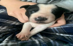 Mixed Breed dogs for sale: Puppies for sale - Image 15
