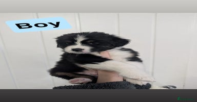 Australian Shepherd dogs KC Registered Australian Shepherd Puppies - Advert 1