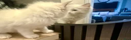 Ragdoll cats for sale: Purebreed Ragdoll kittens - Advert 17