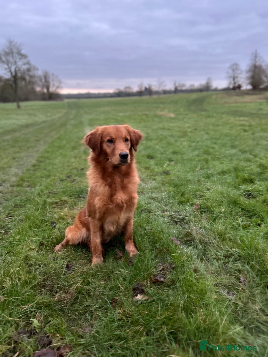 Golden Retriever dogs for stud: 0/0 Hips DNA Clear Handsome KC Reg Stud Dog in Newmarket - Advert 3