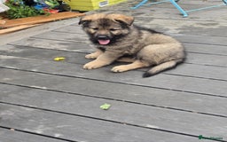 German Shepherd dogs for sale: German Shepherd Puppies  - Image 13