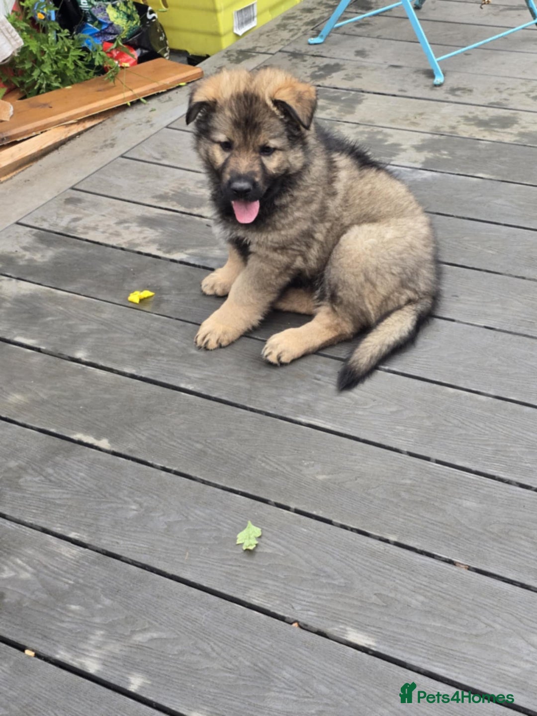 German Shepherd dogs for sale: German Shepherd Puppies  - Image 13