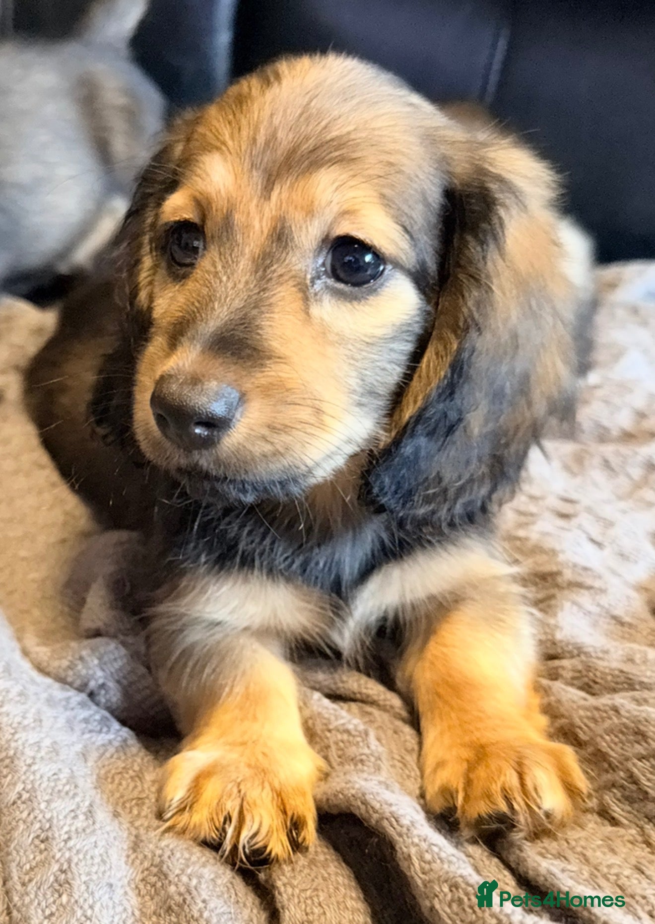Miniature Dachshund dogs Shaded cream long hair amazing dachshunds puppies - Advert 3