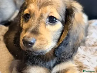 Miniature Dachshund dogs Shaded cream long hair amazing dachshunds puppies - Advert 3