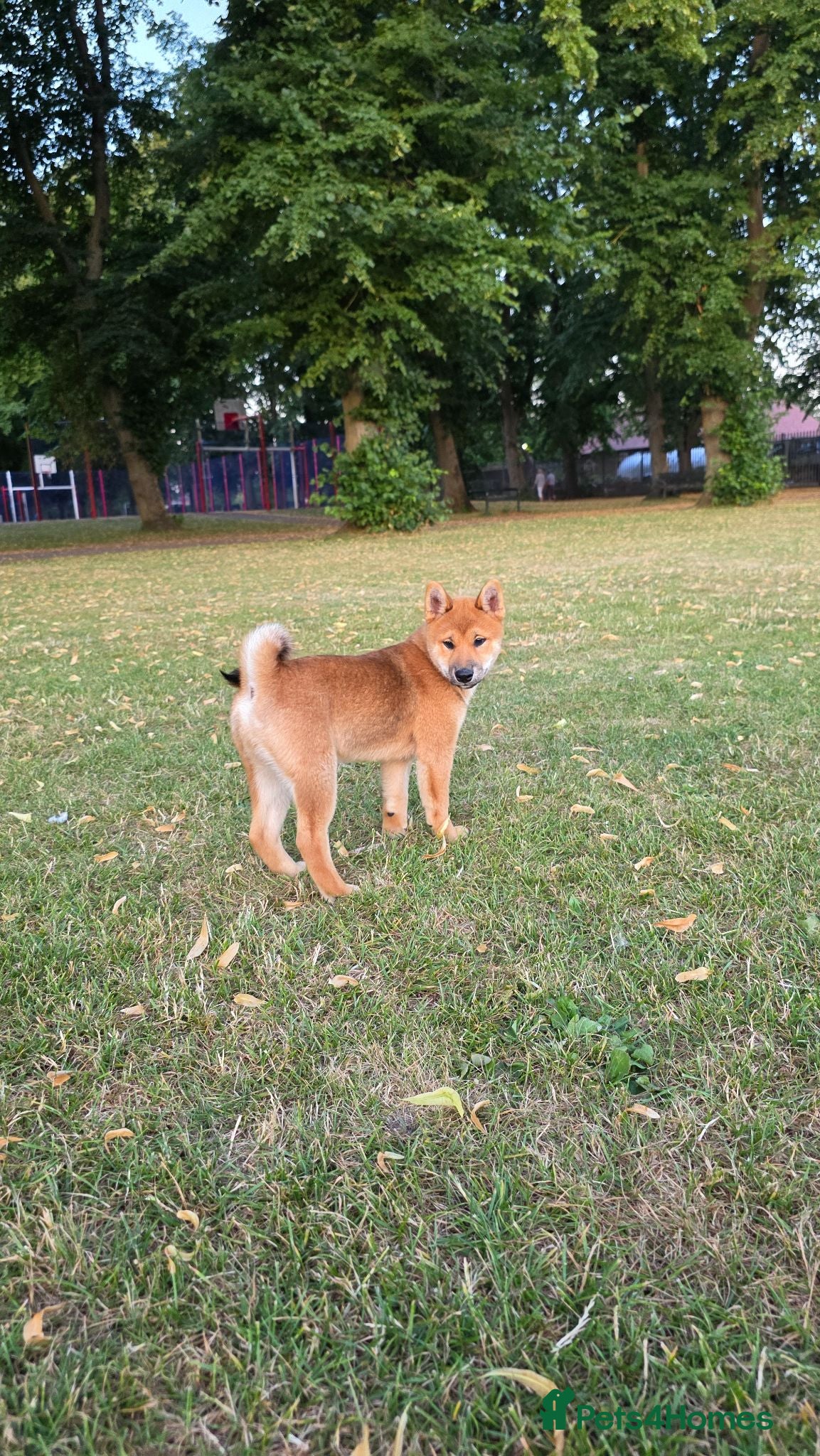 Japanese Shiba Inu dogs Shiba inu - Advert 2