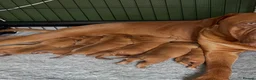 Dogue De Bordeaux dogs for stud: Dogue De Bordeaux proven Stud champion in blood - Advert 7