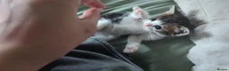 Mixed Breed cats for sale: Kittens for sale in Newquay - Advert 6
