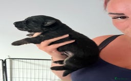 German Shepherd dogs for sale: 5 health tested kc reg German shepherd pups - Image 8