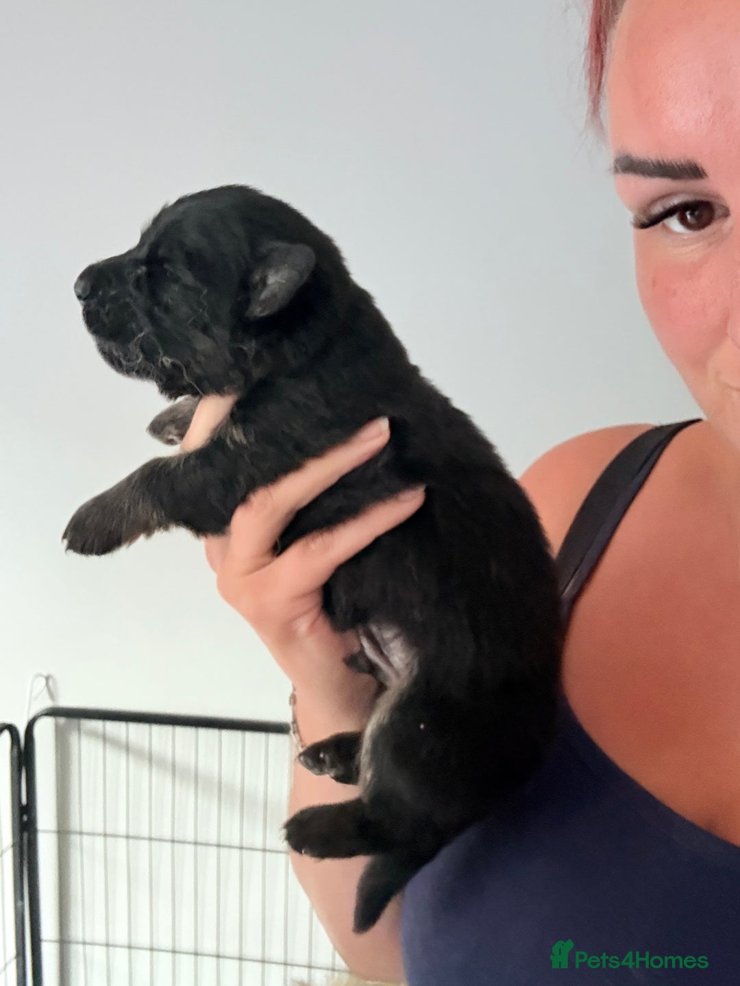 German Shepherd dogs for sale: 5 health tested kc reg German shepherd pups - Image 8