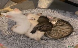 Mixed Breed cats for sale: Last little girl wanting forever home - Advert 4