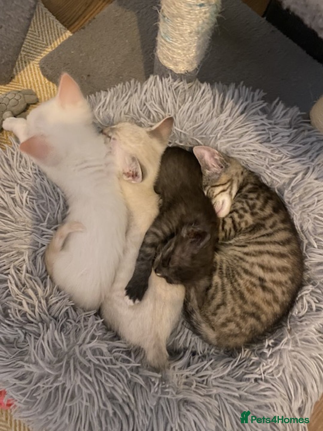 Mixed Breed cats for sale: Last little girl wanting forever home - Advert 4