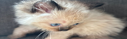 Ragdoll cats for sale: Ragdoll kittens  - Advert 26