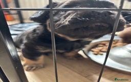 French Bulldog dogs for sale: Beautiful Black and Tan Fluffy Frenchbulldog - Image 3