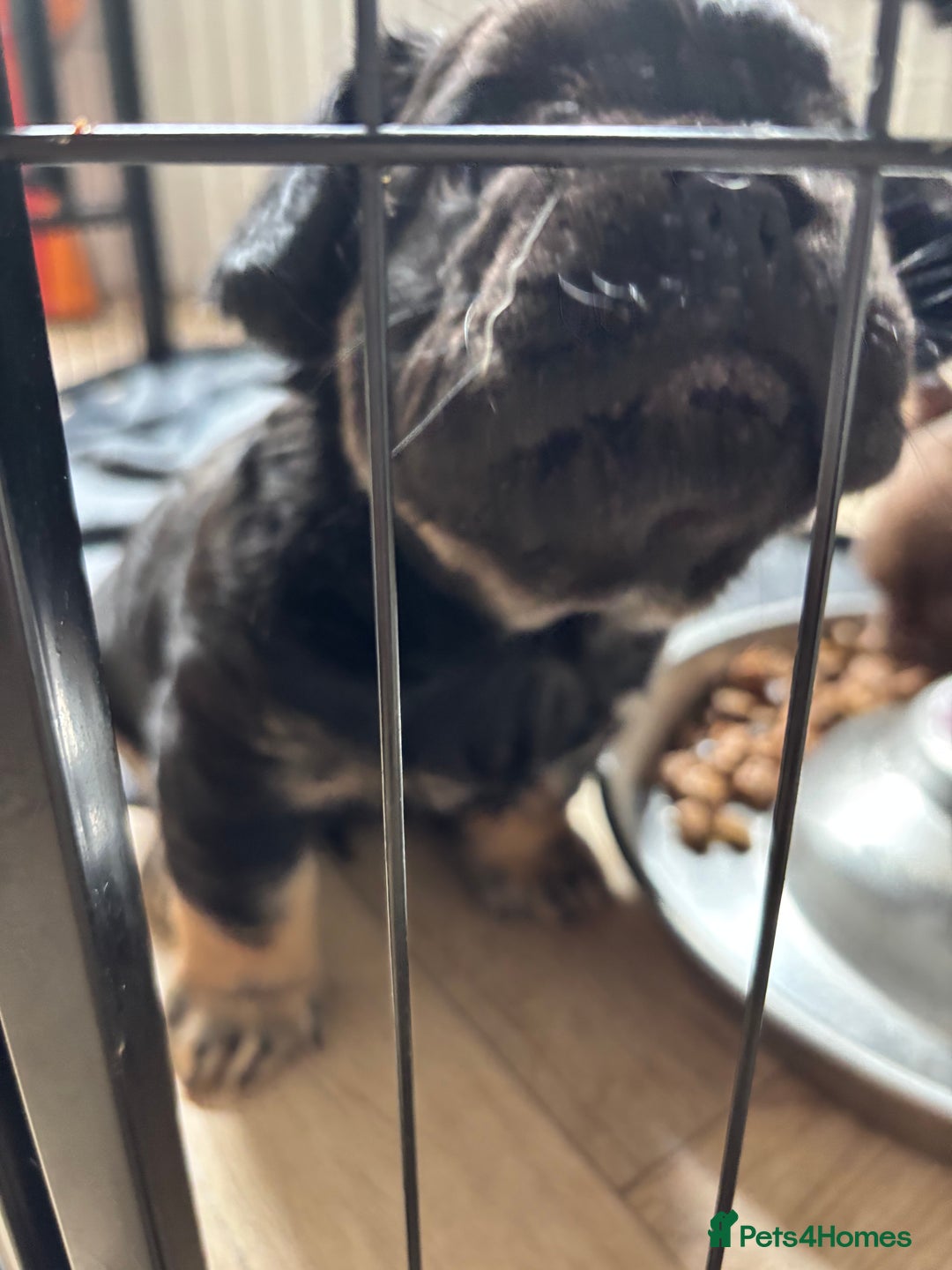 French Bulldog dogs for sale: Beautiful Black and Tan Fluffy Frenchbulldog - Image 3