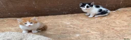 Mixed Breed cats for sale: Beautiful Kittens - Advert 6