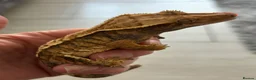 Gecko reptiles for sale: Extreme harlequin pinner - Advert 7