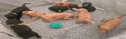 Irish Doodle dogs for sale: Gorgeous Irish Doodle Litter Ready For New Homes - Advert 13
