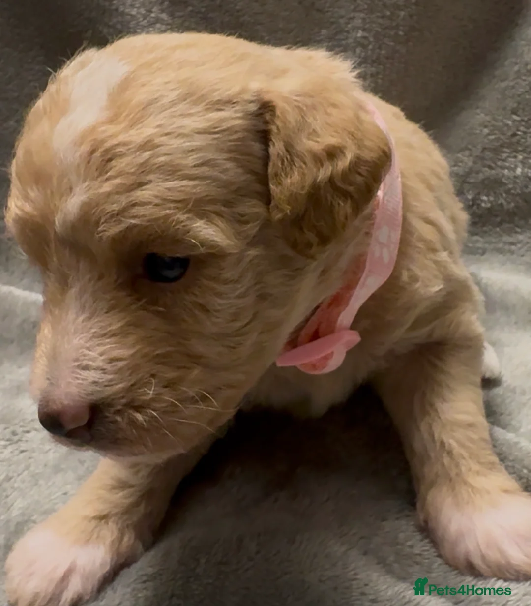 Mixed Breed dogs for sale: Poochon: 87.5% (and 12.5% jack russell) - Advert 11