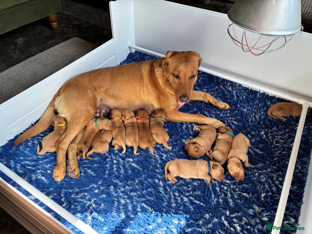 Labrador Retriever dogs for sale: Fox Red Labrador Pups, Health tested parents - Image 6