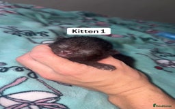 Domestic Shorthair cats for sale: 3 beautiful kittens - Image 3