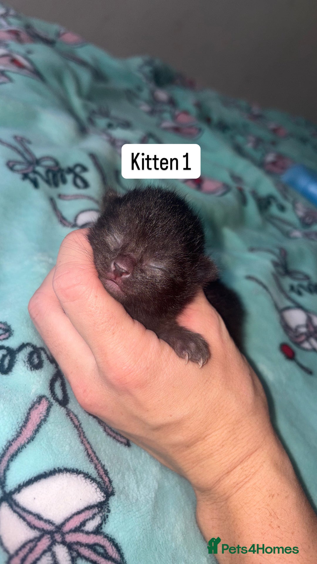 Domestic Shorthair cats for sale: 3 beautiful kittens - Image 3