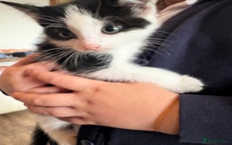 Mixed Breed cats for sale: 8 week old kittens - Image 5