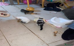 Mixed Breed cats for sale: kittens Bengal x microchipped flea/worm.insured.  - Image 8
