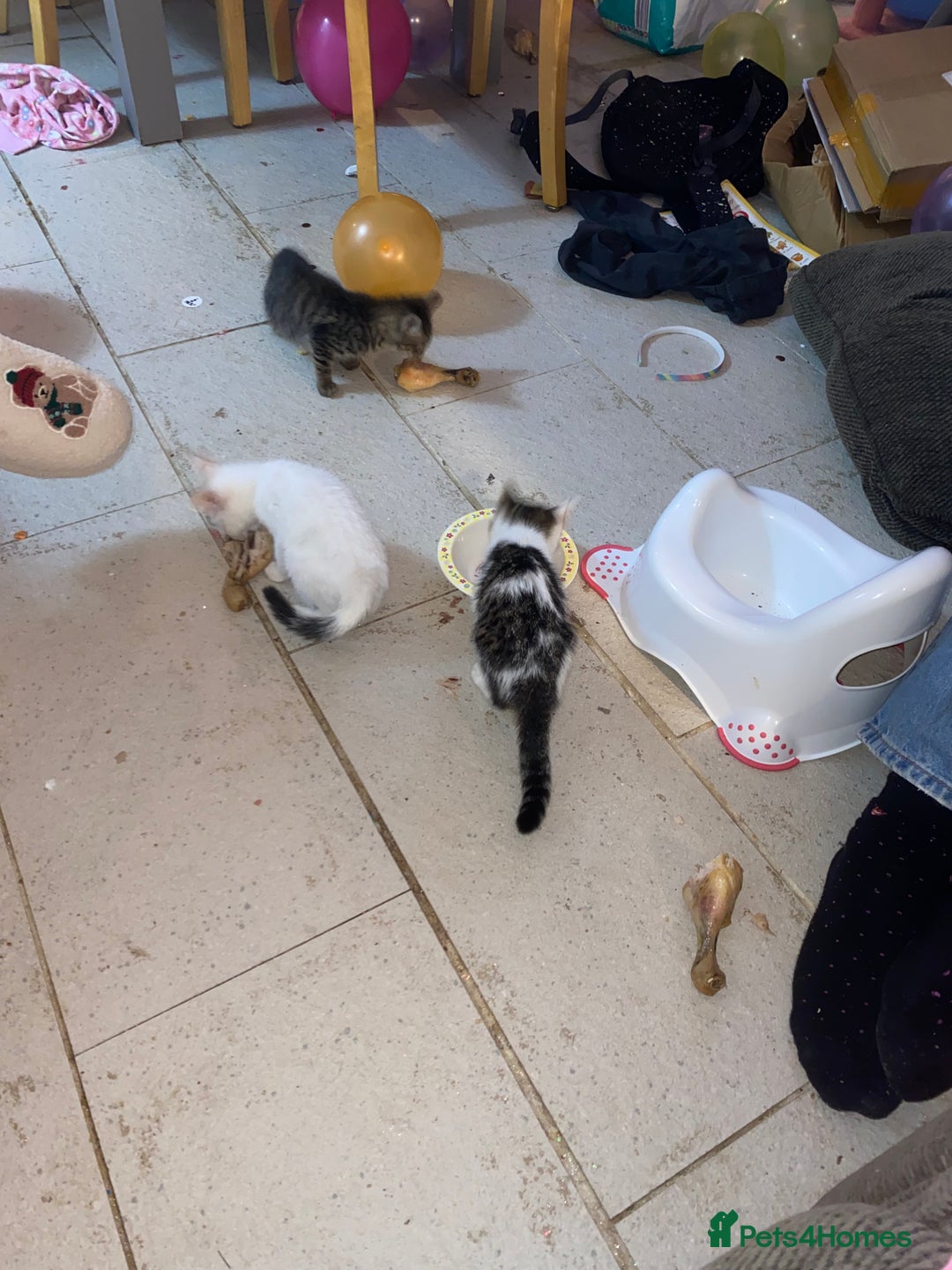 Mixed Breed cats for sale: kittens Bengal x microchipped flea/worm.insured.  - Image 8