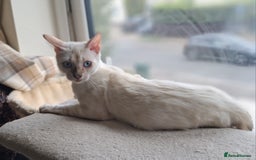 Bengal cats for sale: Pure Bengal kitten in Cheltenham - Image 5