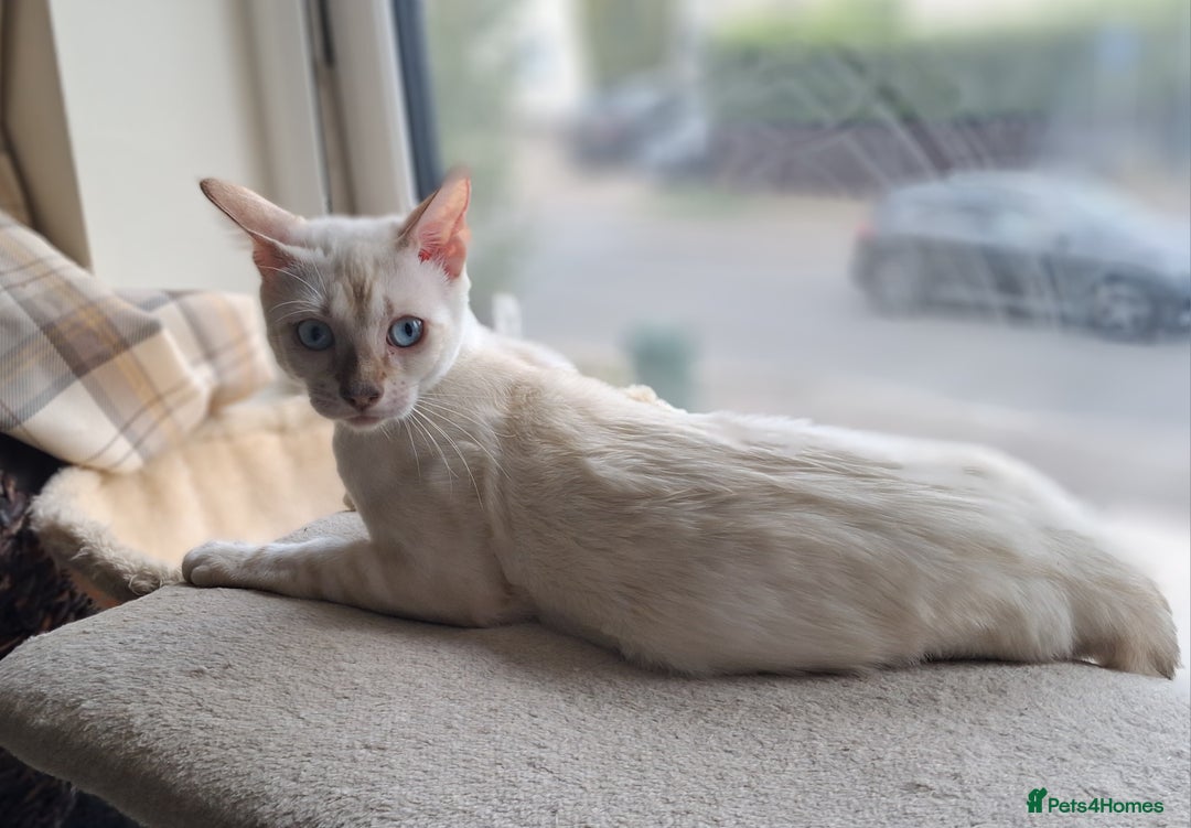 Bengal cats for sale: Pure Bengal kitten in Cheltenham - Image 5