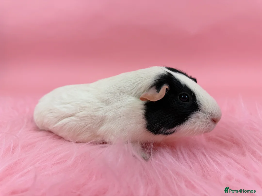 Guinea Pig rodents for sale: Bobbie The Guinea Pig - Advert 2